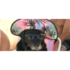 Dogs do aspas 27