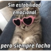 Gatos Cura Depresión😎🙀MEMES 5