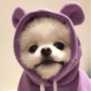 MEMES PERRITOS 7