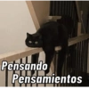 Gatos Cura Depresión😎🙀MEMES 11