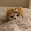 MEMES GATITOS 5😍 6