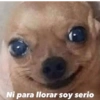 Peyitos Memes🐶🤩😎 8