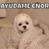 Animalitos pt.2🐾 10