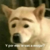 Peyitos Memes🐶🤩😎 14