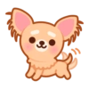 Gizmo Chihuahua 12
