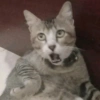 Gatitos Random 10 14