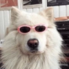Dogs do aspas 21