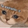 Gatitos Memes😺✨💕2 7