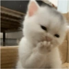 Meme de gatinho 4 7