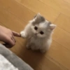 Meme de gatinho 4 13