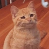 Meme de gatinho 4 5