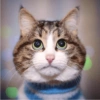 Miau miau caralho 4 22