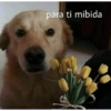 Peyitos Memes🐶🤩😎 16