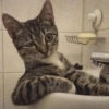 Gatitos Random 10 15