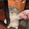 Meme de gatinho 4 10