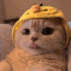 MEMES GATITOS 5😍 7