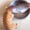 Gatitos Random 10 11