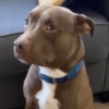 MEMES PERRITOS✨🤩 10
