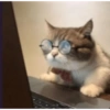 Funny cats meme 29