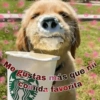 animalitos: post Me gustas más que Comida favorita mi