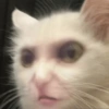 GATOS CRINGE 😵🥵 9