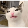 Monkeycatluna 21