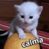 calma