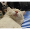 Miau miau caralho 4 15