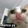 Marica ya