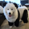 🐶 Samoyedo Reacciones 🐾 30