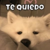 Animalitos pt.2🐾 12