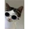 Monkeycatluna 5