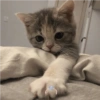 Gatitos Random 10 19