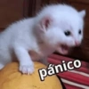 pánico