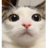 Monkeycatluna 11