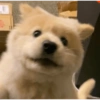 Dogs do aspas 8