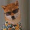 Modo Shiba Inu❤️🐶 12