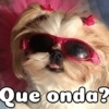Peyitos Bonitos❤️🐕 6