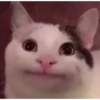 Funny cats meme 26