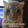 INTERCAMBIO DE SALIVA
PORFAVOR