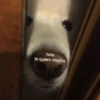 Peyitos Memes🐶🤩😎 17