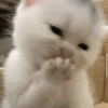 Gatitos Random 10 13