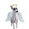 CatiPanda1 7