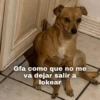 Peyitos Memes🐶🤩😎 10