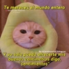 Te mereces el mundo entero
Gatitos que mejoran
tu mood
By @Cats4mood en Instagram
Y yo solo puedo ofrecerte mis
buenos centímetros digo,
"sentimientos"