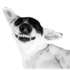 CatiPanda1 13