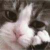 Gato tímido com patinha