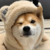 Modo Shiba Inu❤️🐶 7