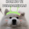 HOLI NO TE DESAPAREZCAS