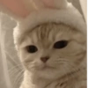 MEMES GATITOS 5😍 12